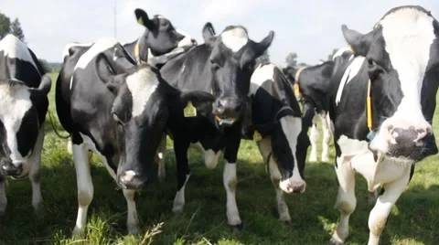 Many cows on a grassfield Видео 43257347