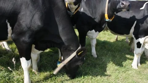 Many cows on a grassfield Video stock 43257498