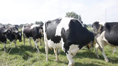 Many cows on a grassfield Video stock 43257577