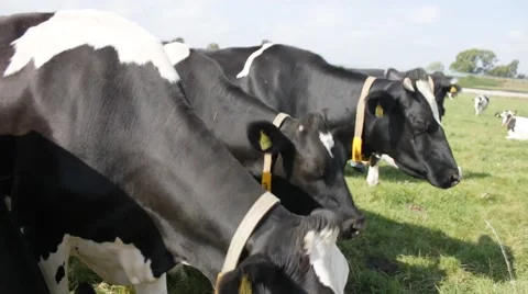 Many cows on a grassfield Video stock 43257773