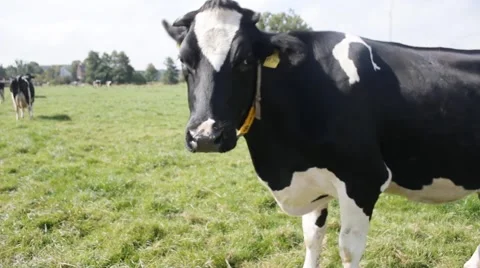 Many cows on a grassfield Video stock 43257849