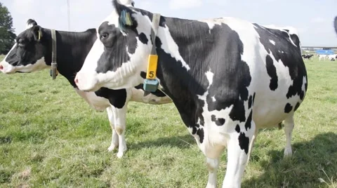 Many cows on a grassfield Video stock 43258029