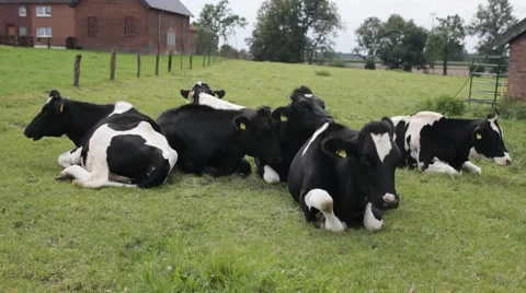 Many cows on a grassfield - relaxe Видео 43258257