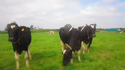 Many cows on a grassfield - Timelapse Video stock 43245388