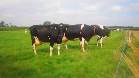 Many cows on a grassfield - Timelapse Video stock 43246180