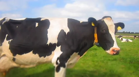 Many cows on a grassfield - Timelapse Видео 43256246