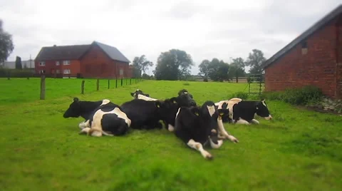 Many cows on a grassfield - Timelapse - relaxe Stock Footage 43256975