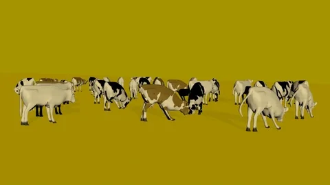 MANY COWS GRAZING REAR VIEW Video stock 75028219