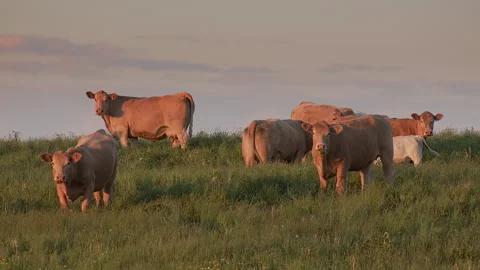 Many cows looking camera, green field, meadow farm animal agriculture Stock Footage 276746522