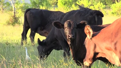 Many cows or cattle in field eating on ranch Stock Footage 52701597