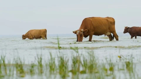 Many cows in the river Stock Footage 116476348