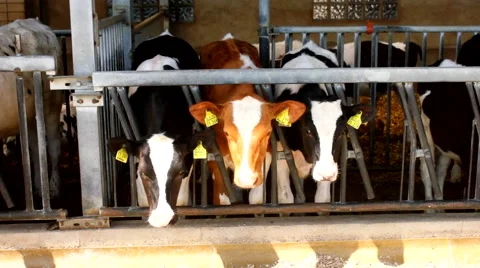 Many cows in a stable - stall Video stock 51843985