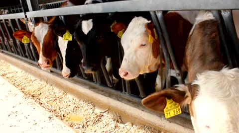 Many cows in a stable - stall Video stock 52043454