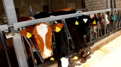 Many cows in a stable - stall Video stock 52048407