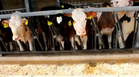 Many cows in a stable - stall Video stock 52048831