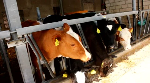 Many cows in a stable - stall Video stock 52050085