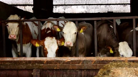 Many cows in a stable - stall Video stock 52052459