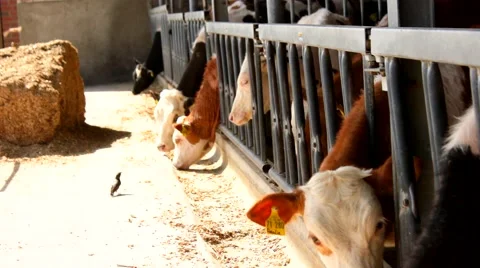 Many cows in a stable - stall Video stock 52054656