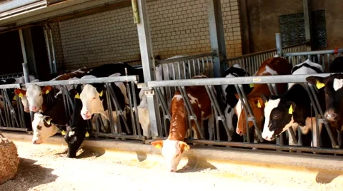 Many cows in a stable - stall Video stock 52055298
