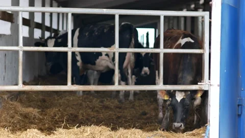 Many cows stands in stall and eat hay at large farm. Stock Footage 157691203