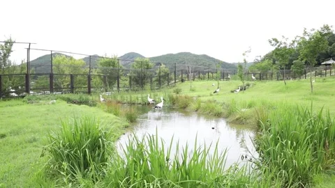Many crane in the field Stock-Footage 310215971