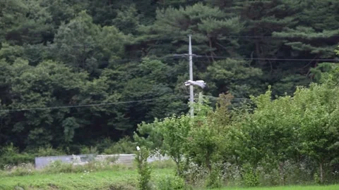 Many crane in the field Video stock 310215976