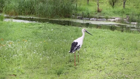 Many crane in the field Video stock 310215980