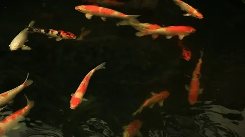 Many Crap fish or Koi is swimming slow in well Stock Footage 85175821