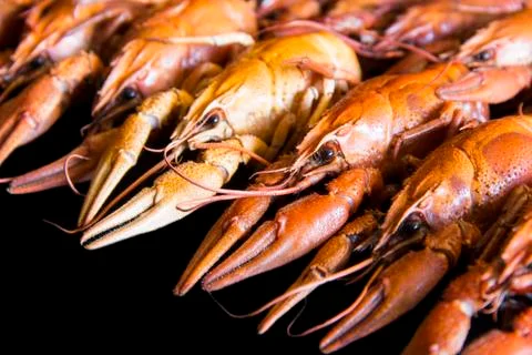 Many crawfishes Stock Photos