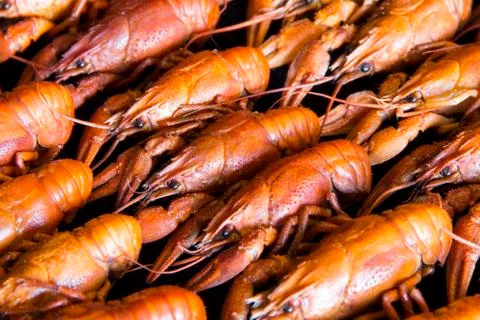 Many crawfishes Stock Photos