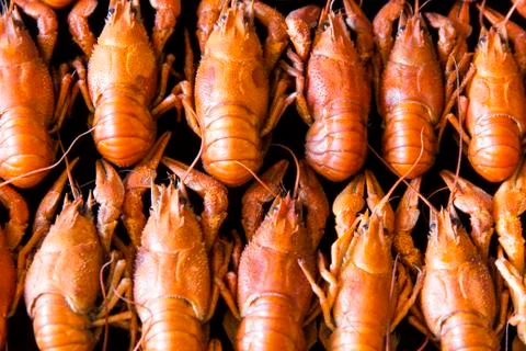 Many crawfishes Stock Photos