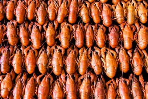 Many crawfishes Stock Photos