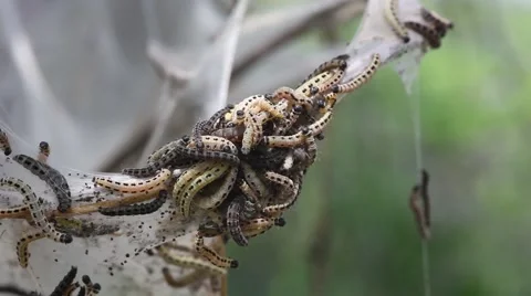 Many crawler on a tree Stock Footage 64693862