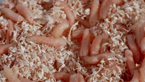 Many crawling maggots in a small amount of sawdust. Stock Footage 169396021