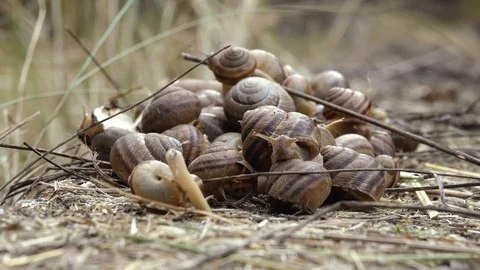 Many crawling snails 動画素材 111957559