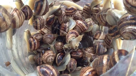 Many Crimean Grape Snails Helix Pomatia Crawl In A Transparent Bucket Close Up Stock Footage 83280392