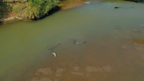 Many crocodiles congregate in shallow brown water of Tarcoles River bed in Costa Video stock 327495338