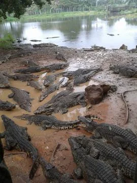 Many crocodiles on a river Stock Photos