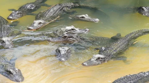 Many crocodiles in the water Stock Footage 50852792
