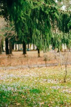 Many crocuses in the grass under the fir tree. A field of crocus 스톡 사진