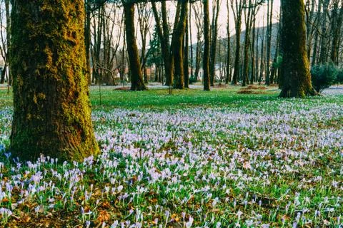Many crocuses in the grass under the tree. A field of crocuses i Stock Photos