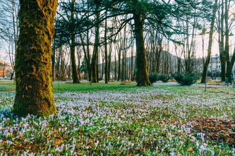 Many crocuses in the grass under the tree. A field of crocuses i Fotos de archivo