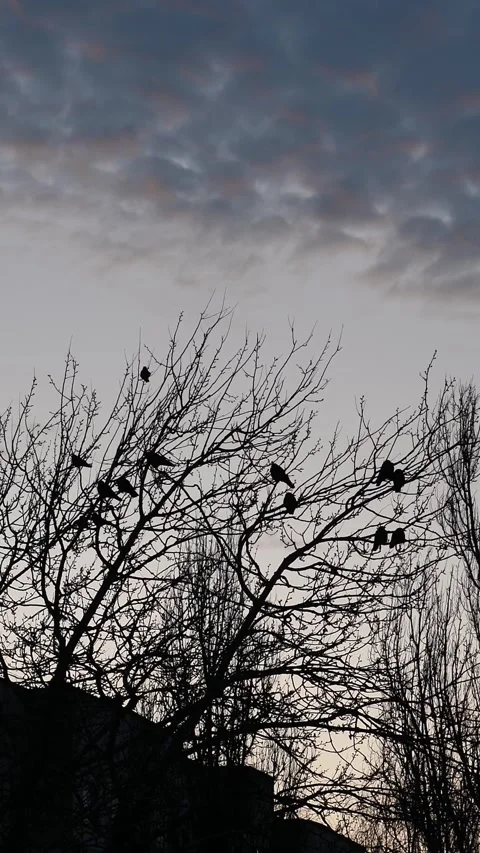Many crows on branches without leaves during sunset or dawn Stock Footage 324791392
