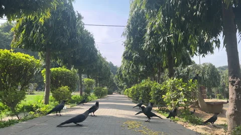 Many crows cawing Stock Footage 239047460
