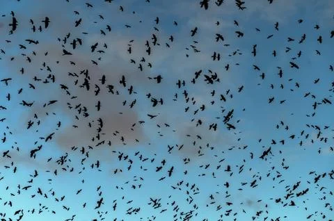Many crows inthe sky. Crows silhouettes on a evening's dark blue sky. Stock Photos