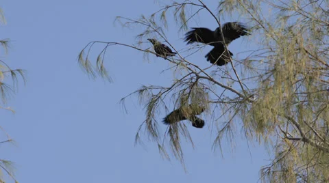 Many Crows Ravens Flock Group Black Birds Sitting Branch Tree Nature Flying Fly Stock Footage 35303795
