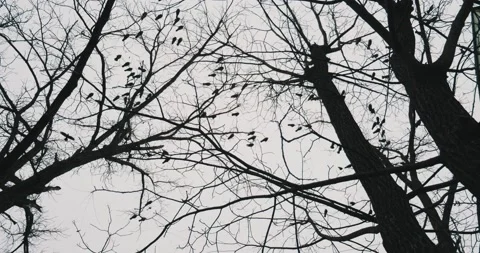 Many crows sit on the bare branches of trees Stock Footage 131211251