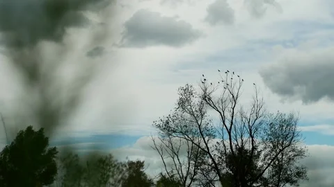  many crows sit on the branches of a dry tree Stock Footage 137133675