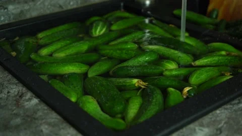 Many cucumbers lie in a shell in the water 스톡 동영상 158297462