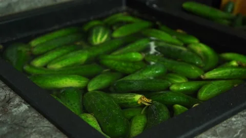 Many cucumbers lie in a shell in the water Stock Footage 161398269